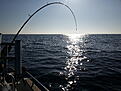 Fiske[1]