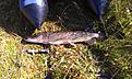 8,3 kilo bj�d p� fantastisk fight