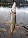 G�dda  p� spin . enkel krok storlek 3 utan hulling . Tight lines !