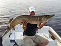 2014-07-07 kl 19:40
Mitt PB p� g�dda. 127cm / 13,5kg
Slog till mot en slug-go 19cm vid ett vertikalpass efter pelagisk g�s!