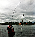 Sex Str�mmingar p� rad. F�ngad i Nacka strand i maj 2015.