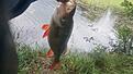 PB abborre 1,3 kg
