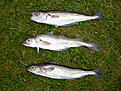 fr�ya aug 027http://www.fiskesnack.com/forum/album.php?albumid=2419&attachmentid=83181