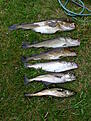 014http://www.fiskesnack.com/forum/album.php?albumid=2419&attachmentid=83182