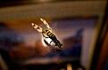 Wasp