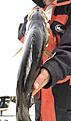 Abborre fr�n 2016, 1,77 kg