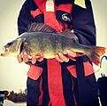 Abborre fr�n 2016, 1,77 kg