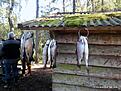 Fiske 2017 011