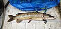 Exempel p� m�tning, fisken var 75cm men sv�rt att se.